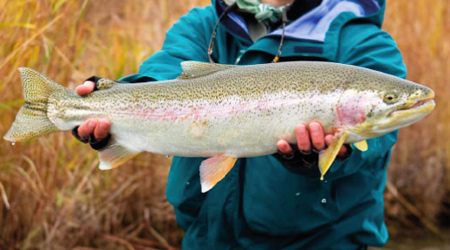 native trout fishing
